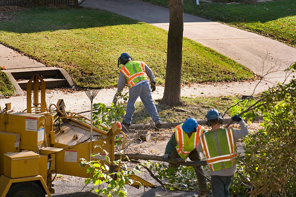 Best Stump Grinding and Removal  in Rensselaer, NY